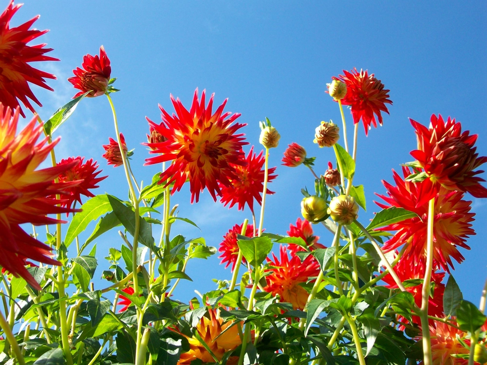 Wallpaper hoa thược dược tinh xảo giàu tính thẩm mỹ