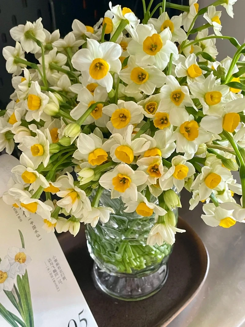 Hình nền hoa thủy tiên 4k sắc nét từng chi tiết tinh xảo