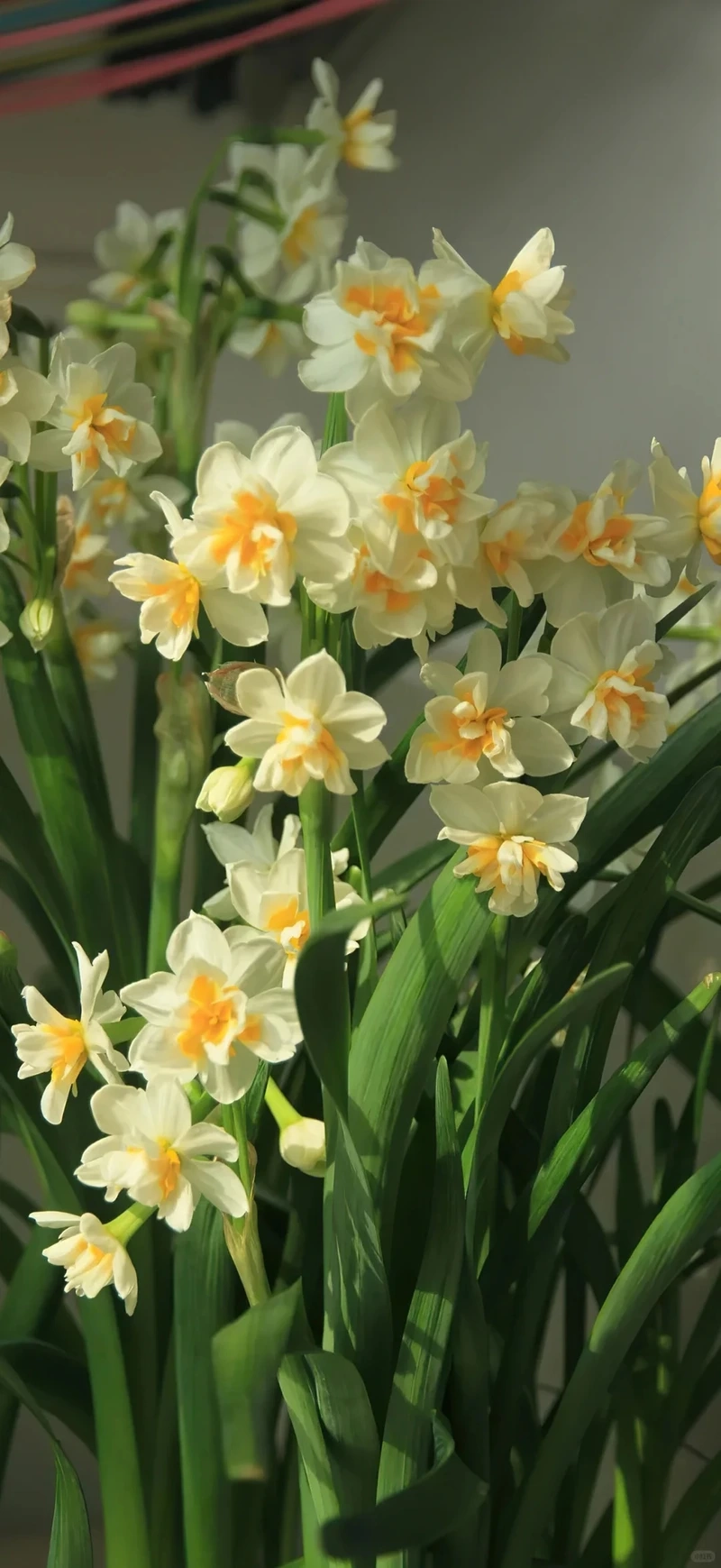 Hình nền hoa thủy tiên full hd cho trải nghiệm hình ảnh mượt mà