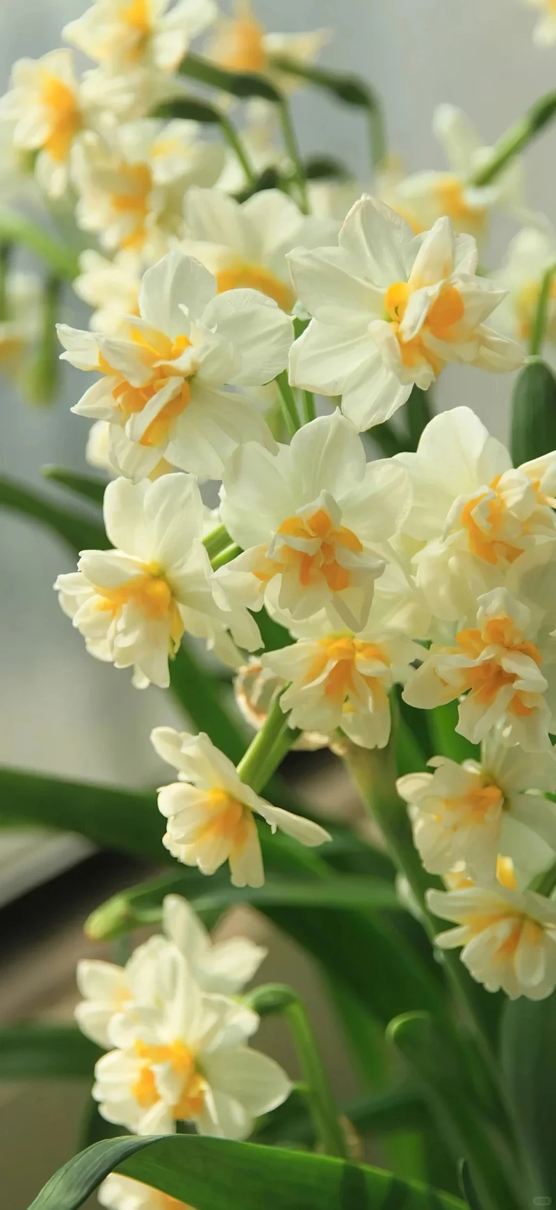 Hình nền hoa thủy tiên đẹp mang vẻ thanh tao cuốn hút