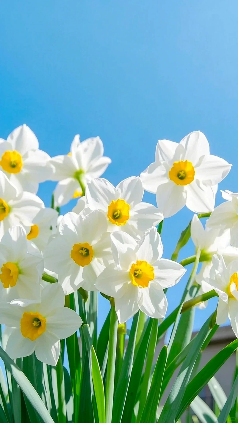 Hình nền hoa thủy tiên trắng tinh khôi và thanh lịch