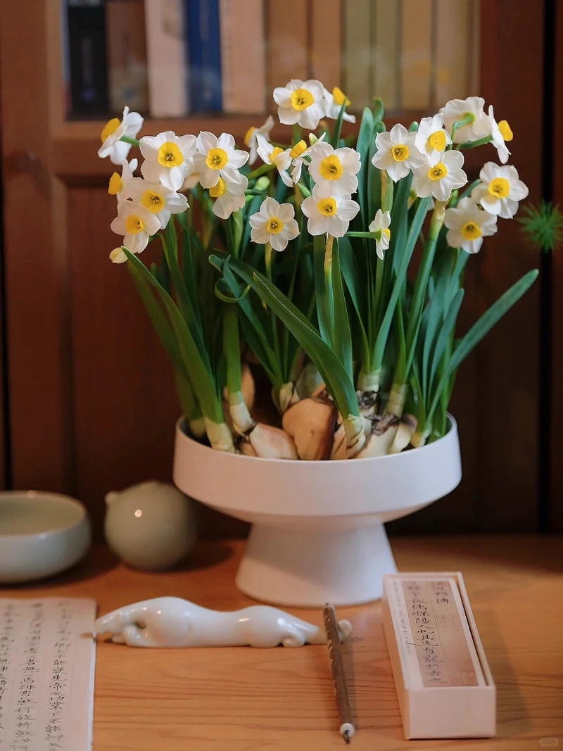 Hình nền hoa thủy tiên tết gợi không khí sum vầy