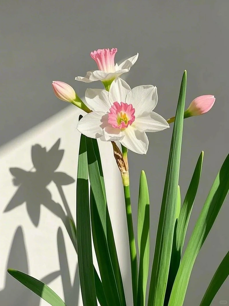 Hình nền hoa thủy tiên thiên nhiên gần gũi và dịu mắt