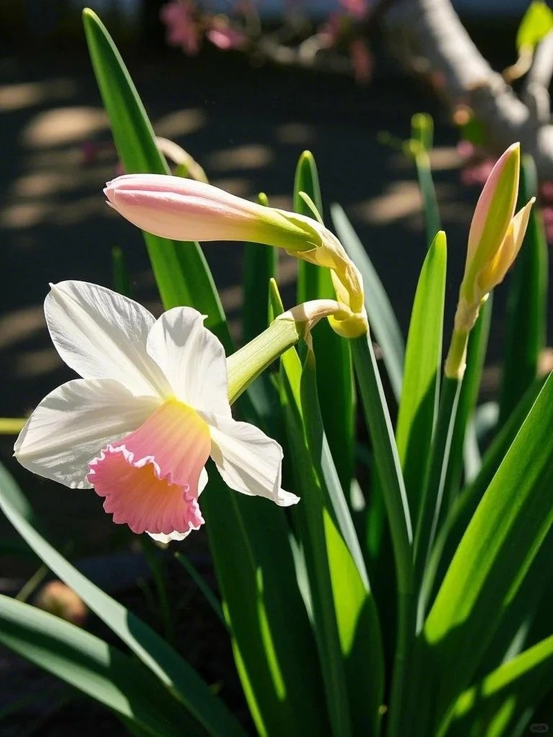 Hình nền hoa thủy tiên lãng mạn mang cảm xúc nhẹ nhàng