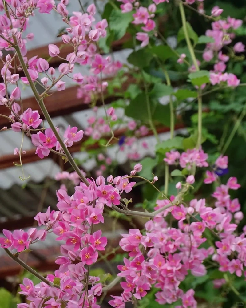 Hòa mình thiên nhiên qua hình nền hoa tigon ngoài trời