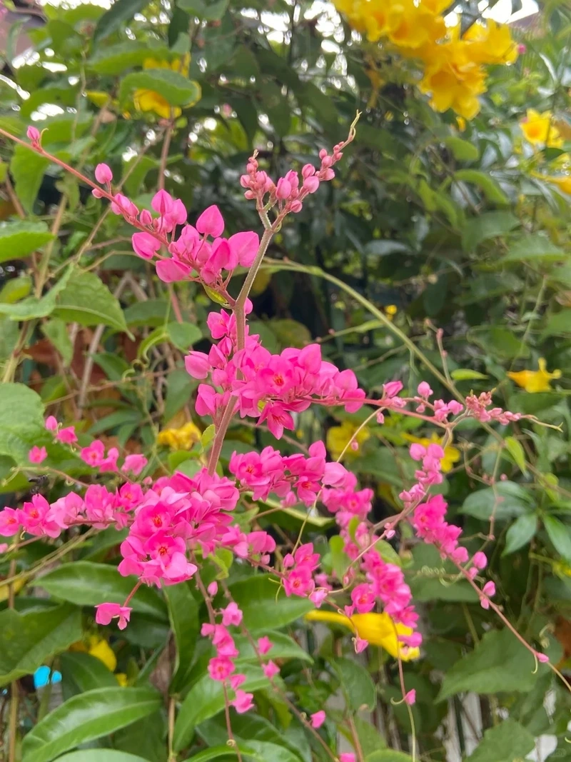 Dịu mắt với hình nền hoa tigon màu hồng ngọt ngào