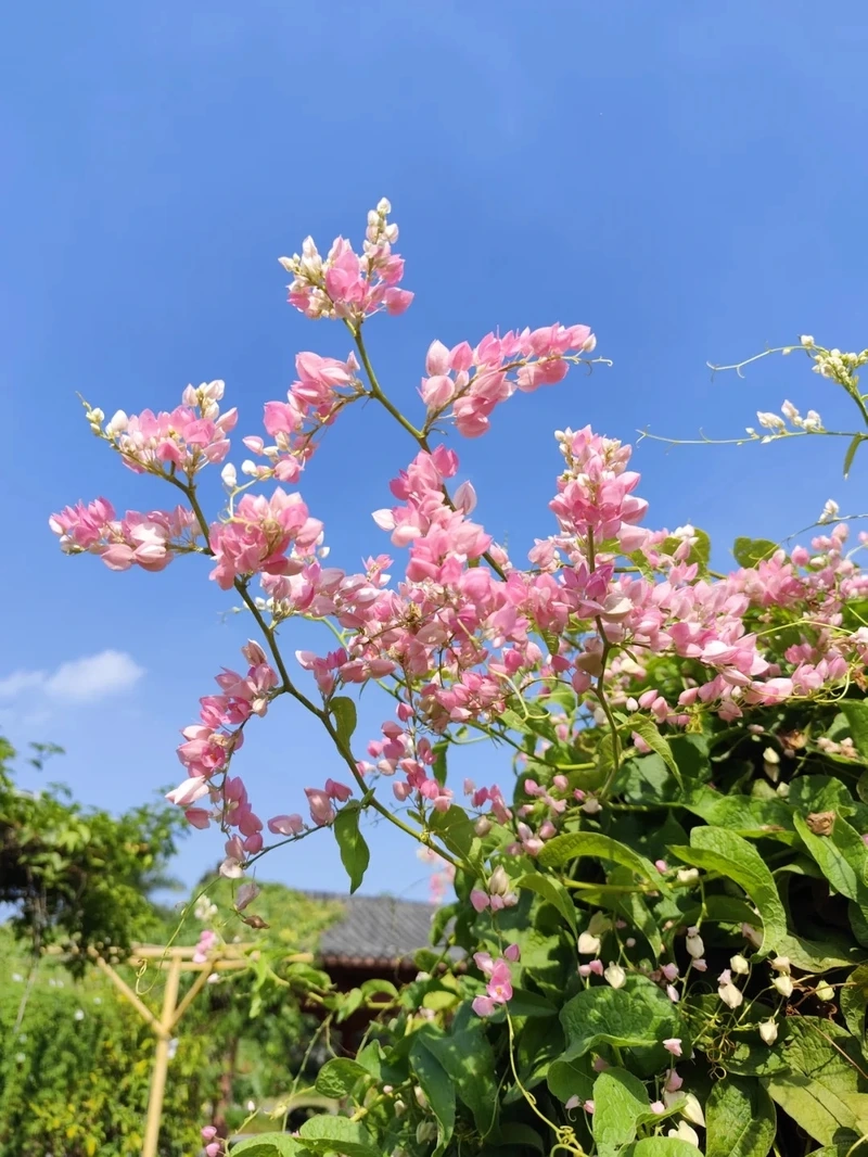 Hoài niệm cùng hình nền hoa tigon vintage đầy chất thơ