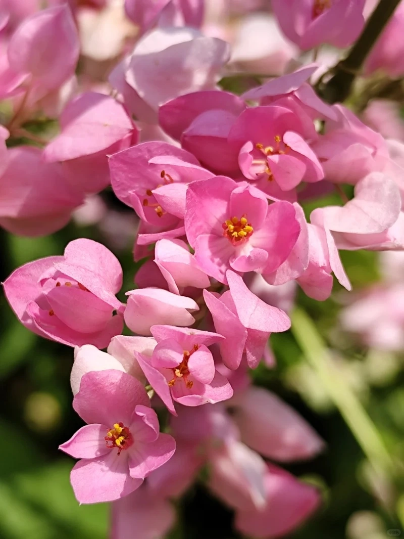 Chiều lắng đọng cùng hình nền hoa tigon nắng chiều