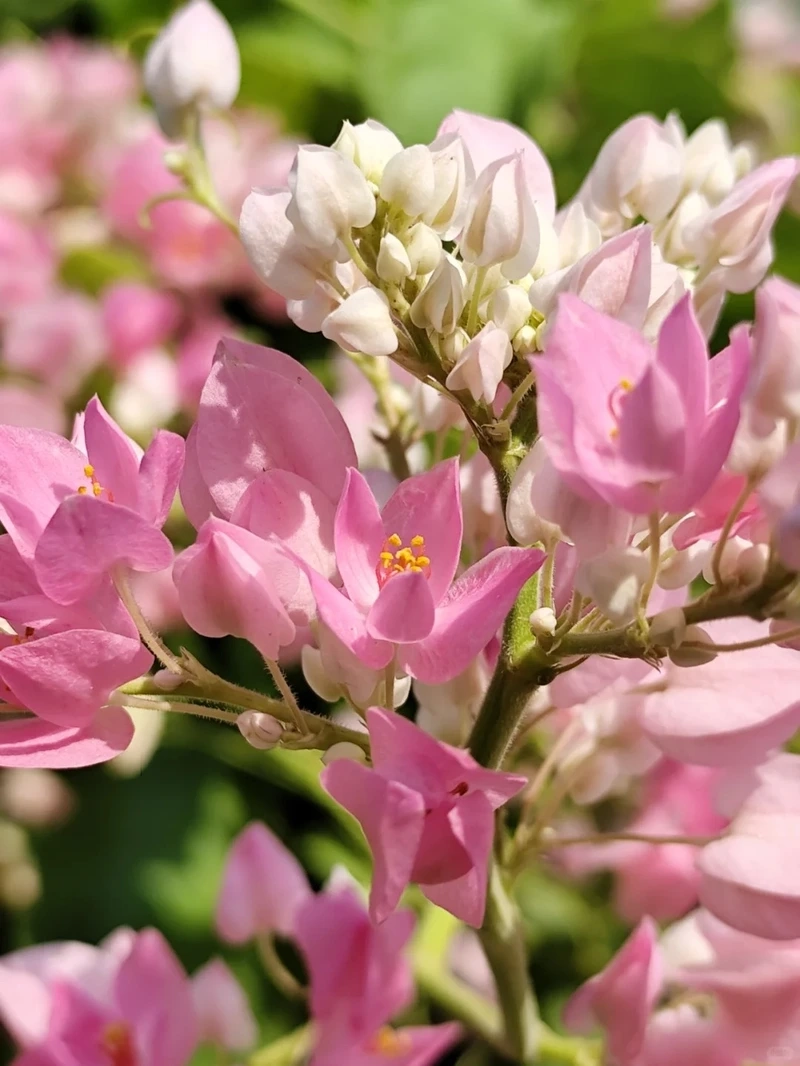 Đắm chìm cảm xúc với hình nền hoa tigon thơ mộng