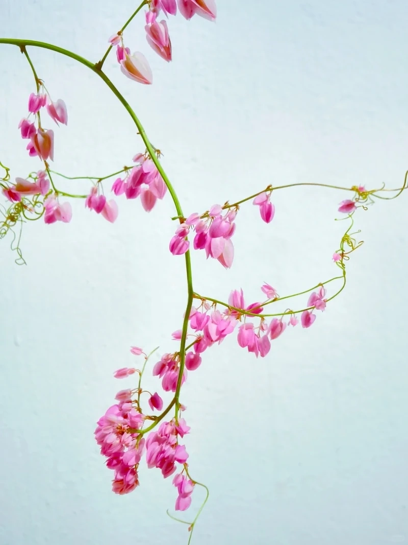 Thư giãn mỗi ngày với hình nền hoa tigon nhẹ nhàng