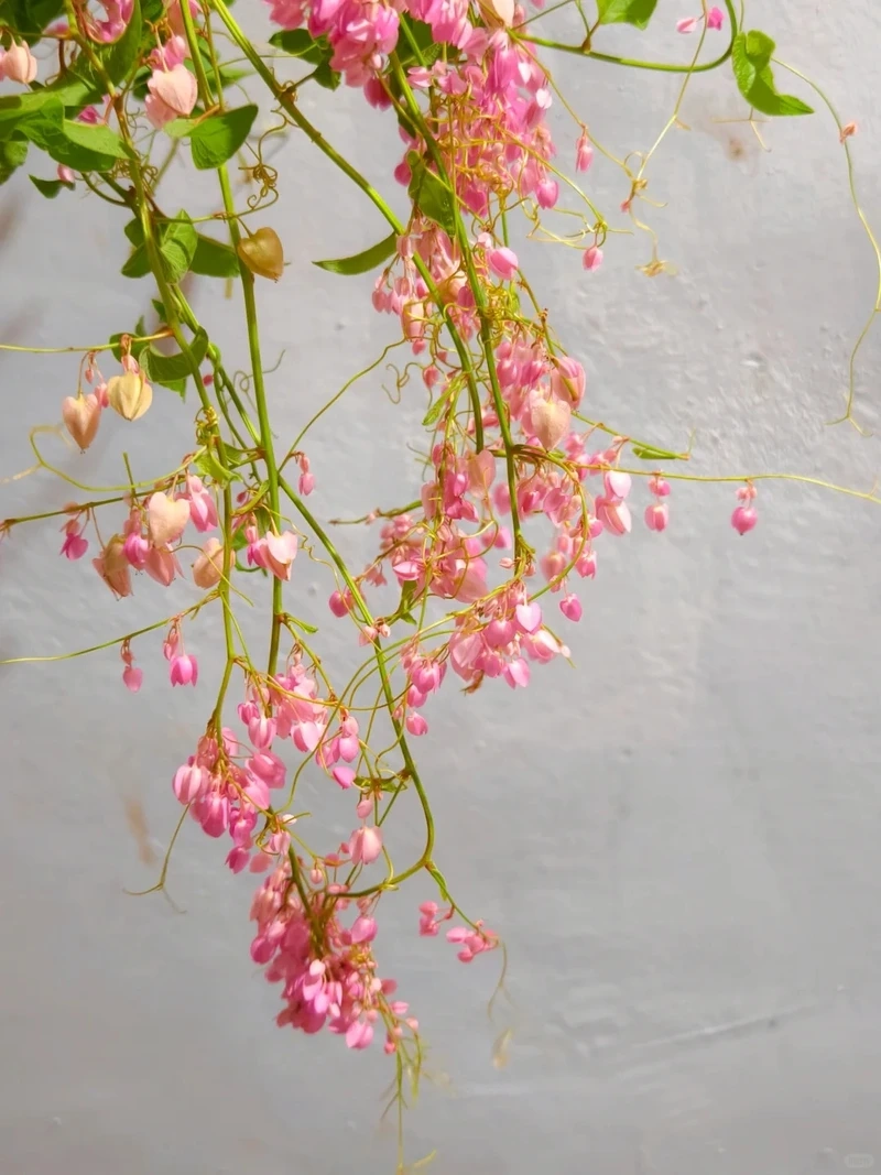 Tuyển chọn hình nền hoa tigon đẹp nhất cho bạn