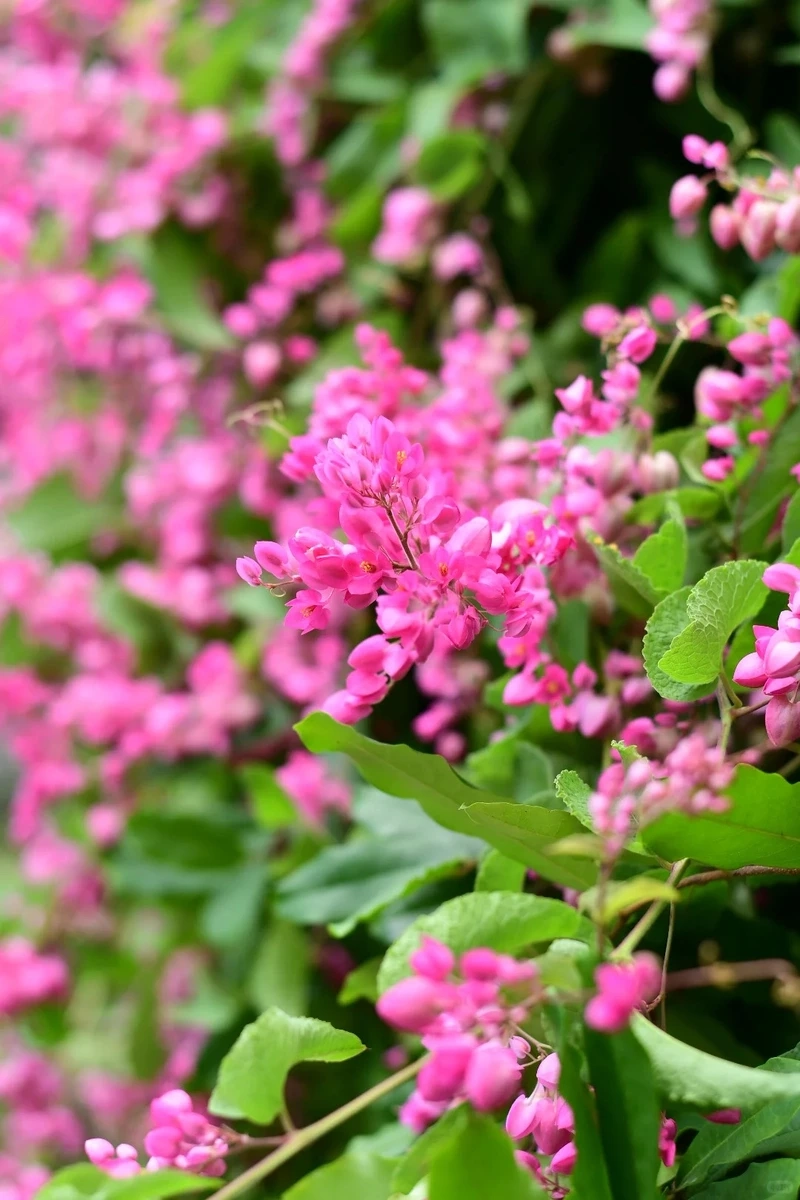 Chạm đến cảm xúc qua hình nền hoa tigon tâm trạng