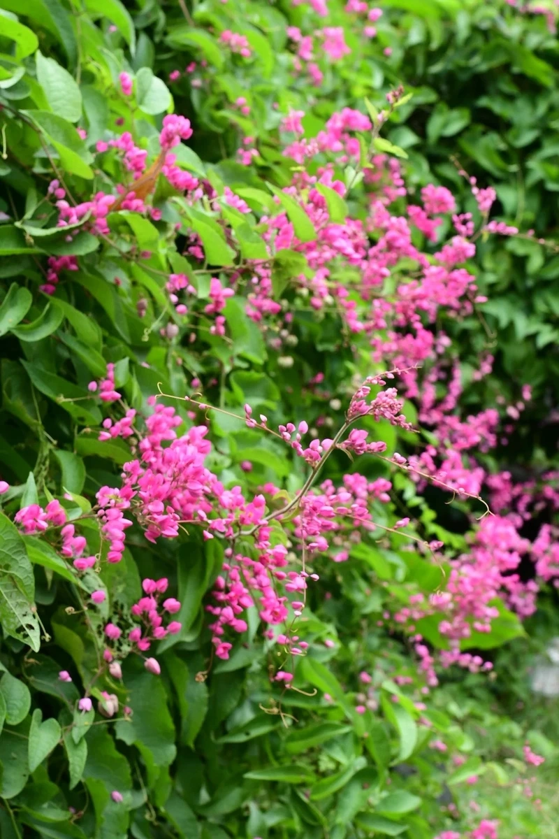 Vẻ đẹp xưa cũ của hình nền hoa tigon cổ điển