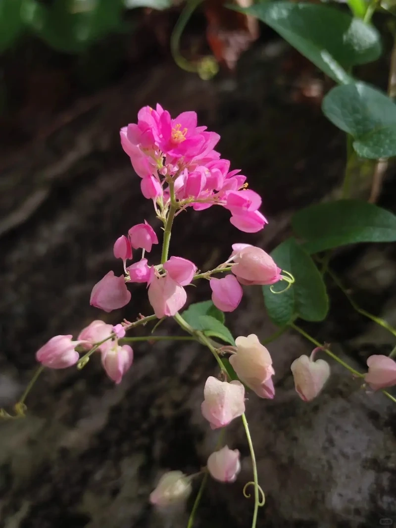 Tươi mới ngày nắng cùng hình nền hoa tigon mùa hè