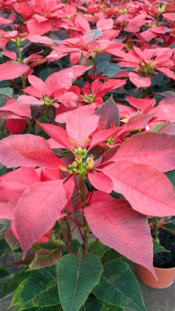 Hình nền hoa trạng nguyên tết mang ý nghĩa thành công