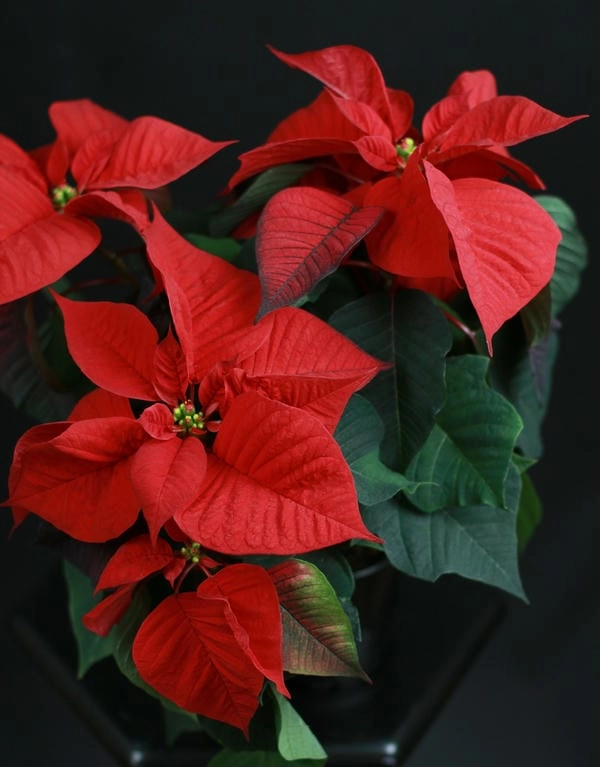 Hình nền cây hoa trạng nguyên xanh đỏ hài hòa