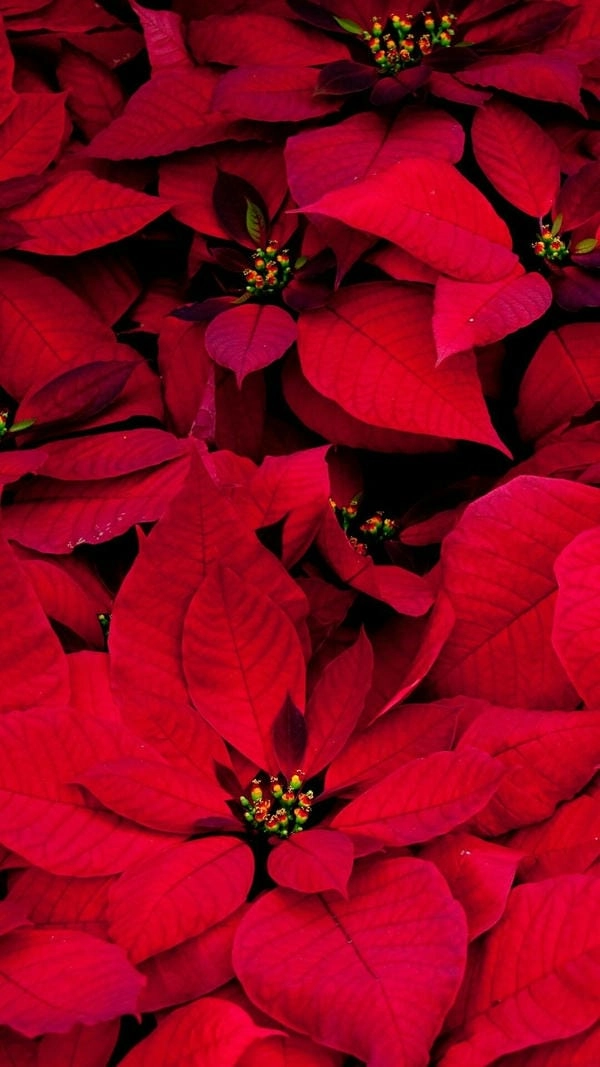 Ảnh hoa trạng nguyên đẹp tôn vinh sắc đỏ