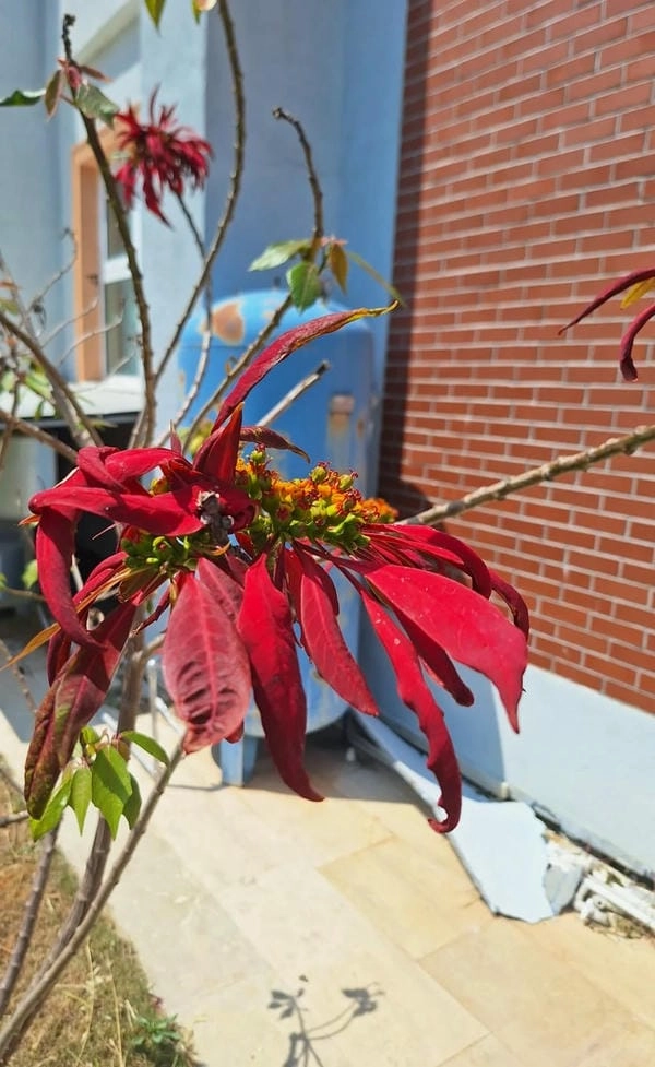 Tải hình nền hoa trạng nguyên đón xuân may mắn