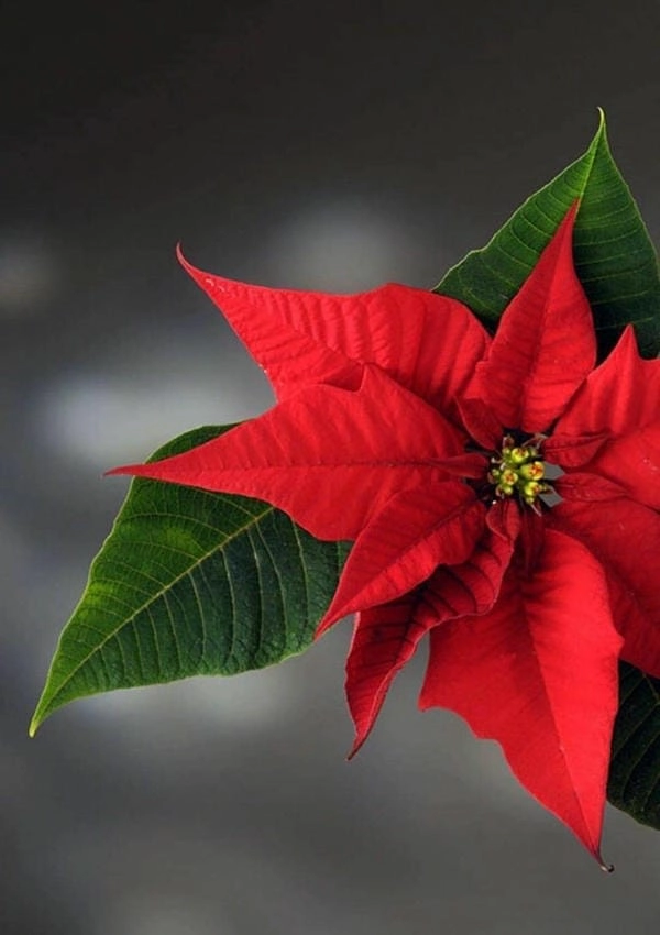 Hình nền hoa trạng nguyên đỏ biểu trưng đỗ đạt