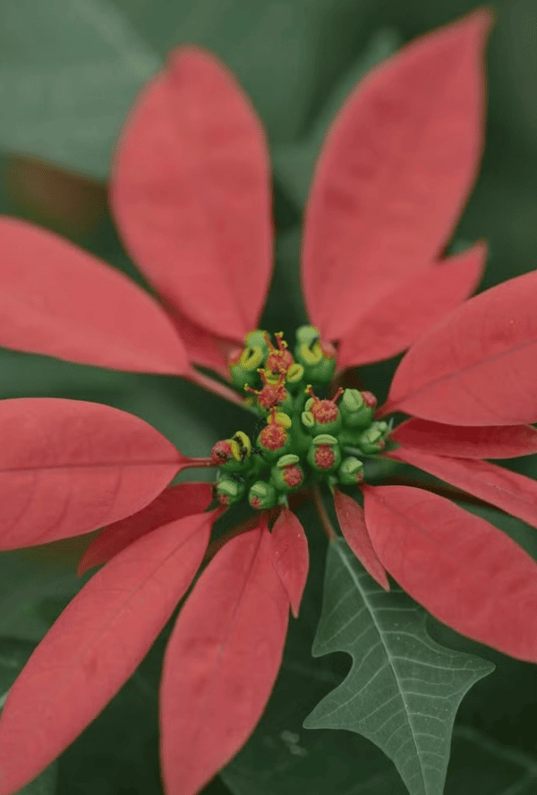 Hình nền hoa trạng nguyên 4k sắc nét cuốn hút