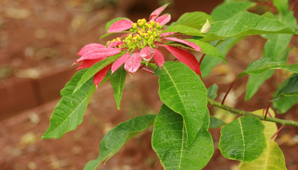 Ảnh hoa trạng nguyên nổi bật sắc đỏ may mắn