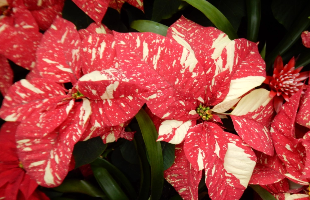 Hình nền trạng nguyên mang khí chất đỗ đạt