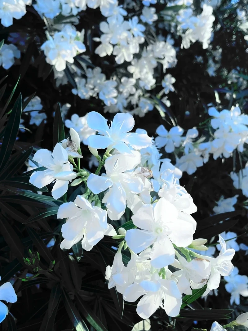 Giao diện tinh tế với hình nền hoa trúc đào cho iphone