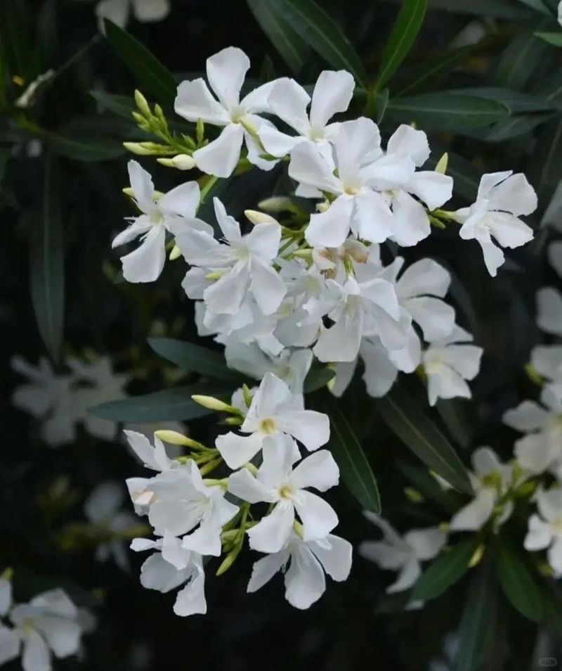 Khám phá vẻ cuốn hút của hình nền hoa trúc đào đẹp