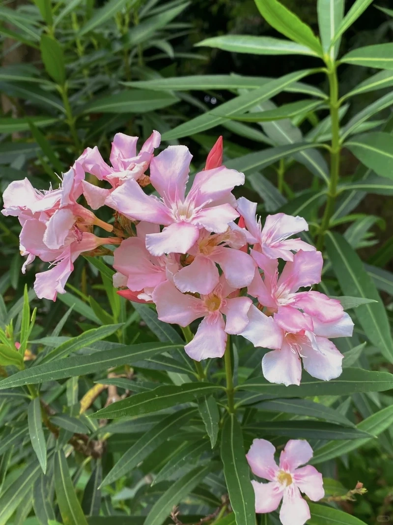 Cá nhân hóa màn hình bằng hình nền hoa trúc đào cho điện thoại