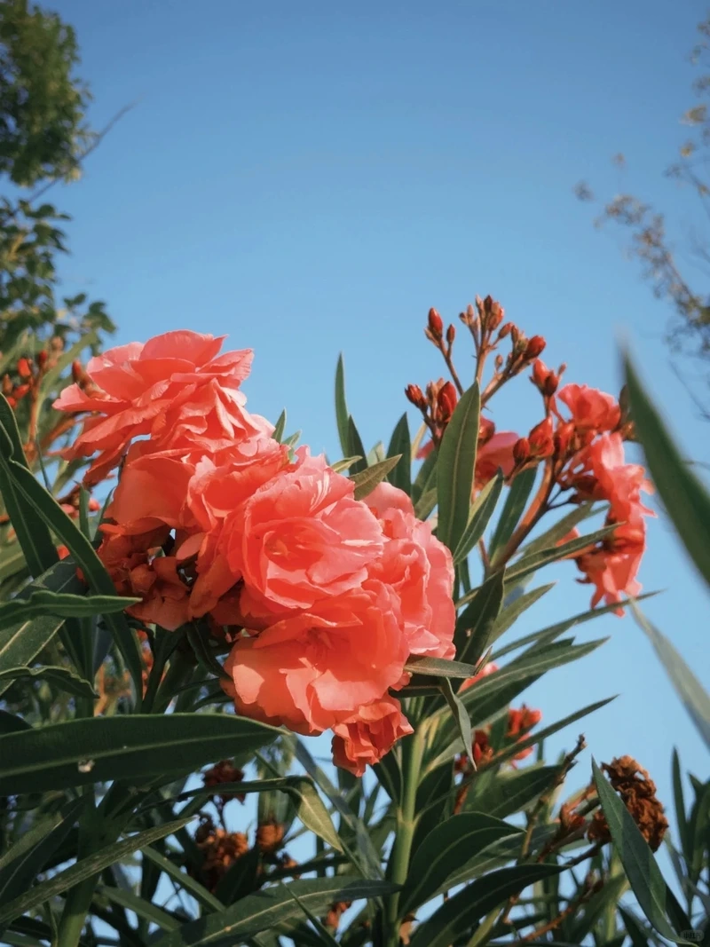 Tối ưu hiển thị nhờ hình nền hoa trúc đào cho android