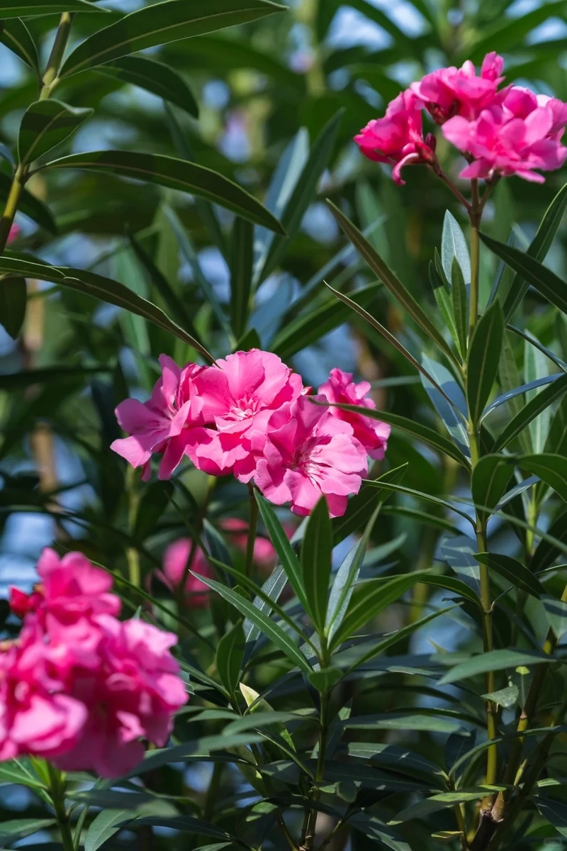 Sức sống lan tỏa từ hình nền hoa trúc đào nở rộ