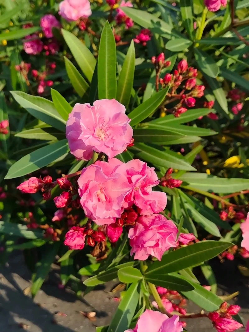 Trải nghiệm mượt mà nhờ hình nền hoa trúc đào chất lượng cao