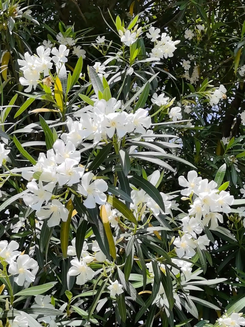 Cảm xúc ngọt ngào với hình nền hoa trúc đào lãng mạn