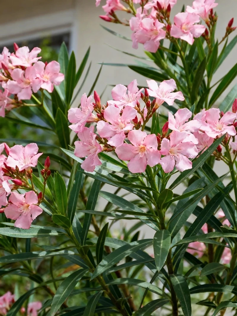 Dịu dàng thư thái cùng hình nền hoa trúc đào nhẹ nhàng