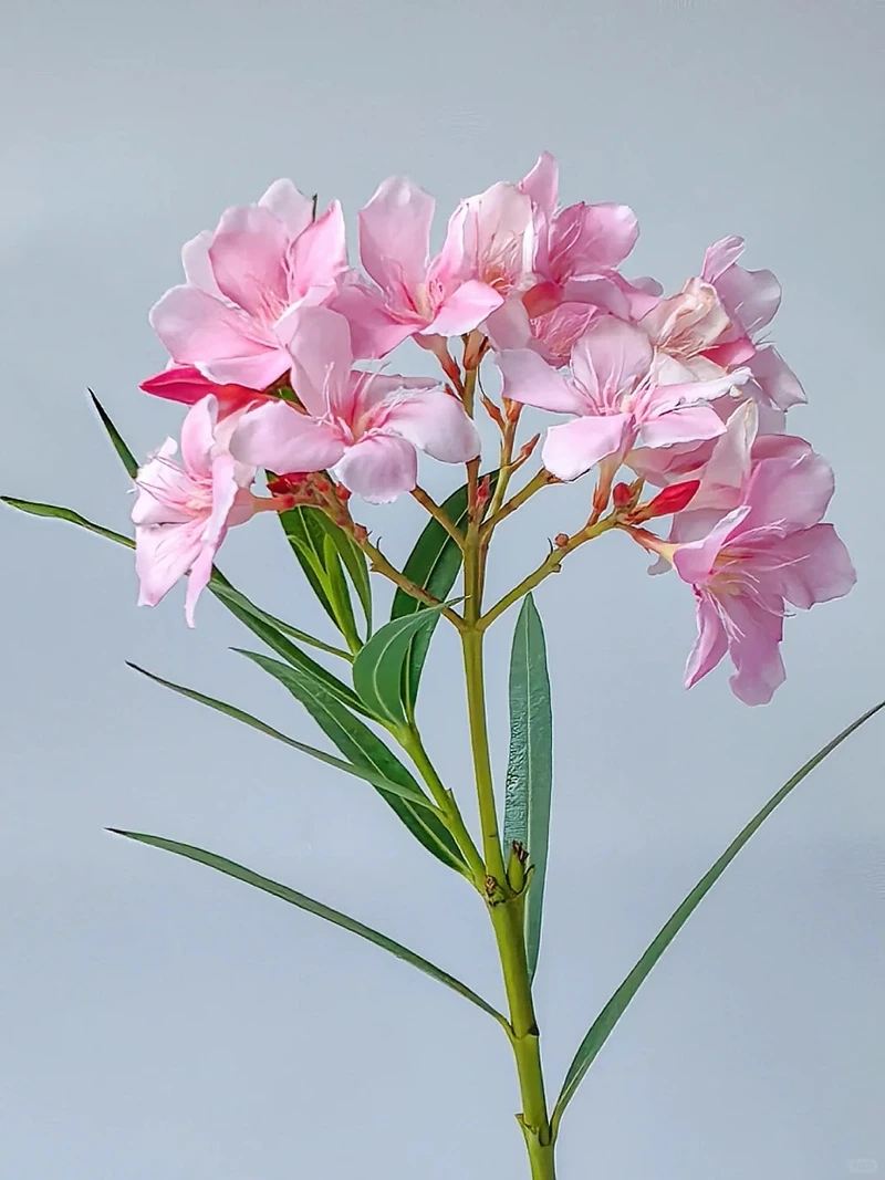 Tông màu nổi bật từ hình nền hoa trúc đào sắc hồng