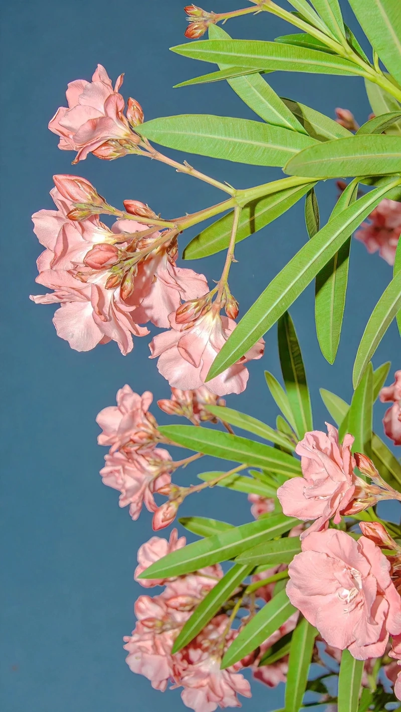 Sắc hoa rực rỡ của hình nền hoa trúc đào mùa hè