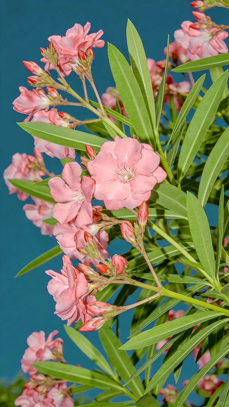 Khoảnh khắc tràn đầy từ hình nền hoa trúc đào hoa nở