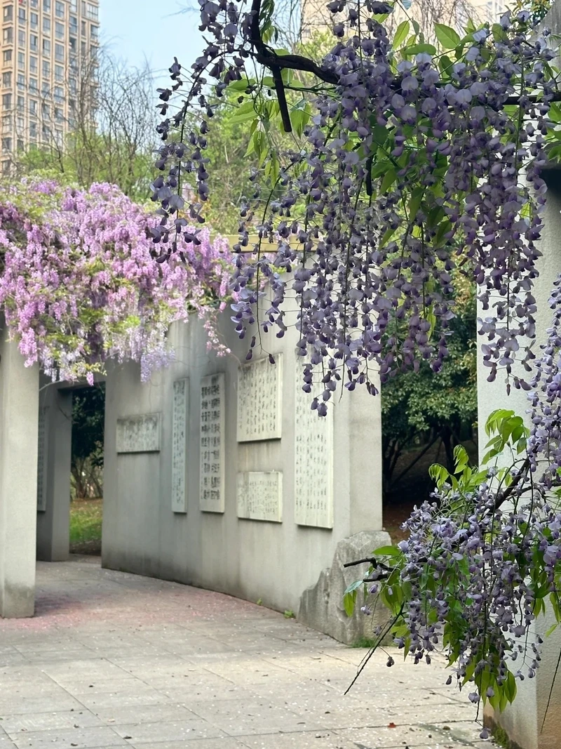 Làm mới máy với hình nền hoa tử đằng cho điện thoại