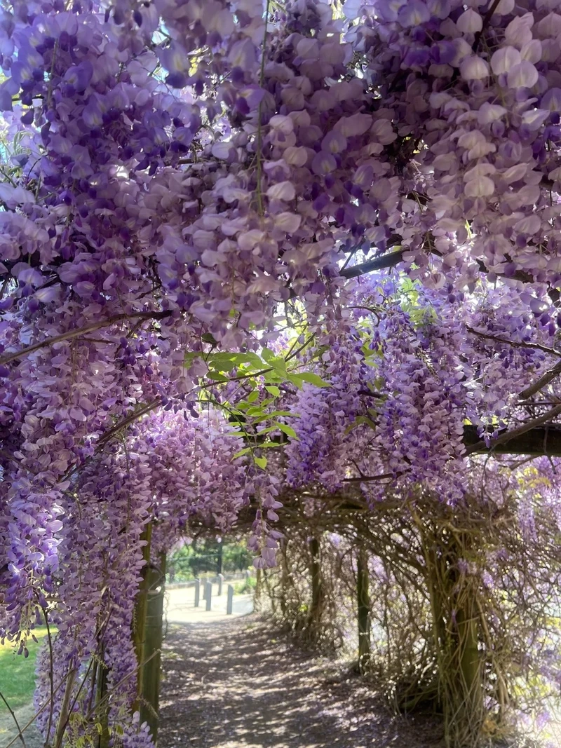 Phong cách hoài niệm cùng hình nền hoa tử đằng vintage