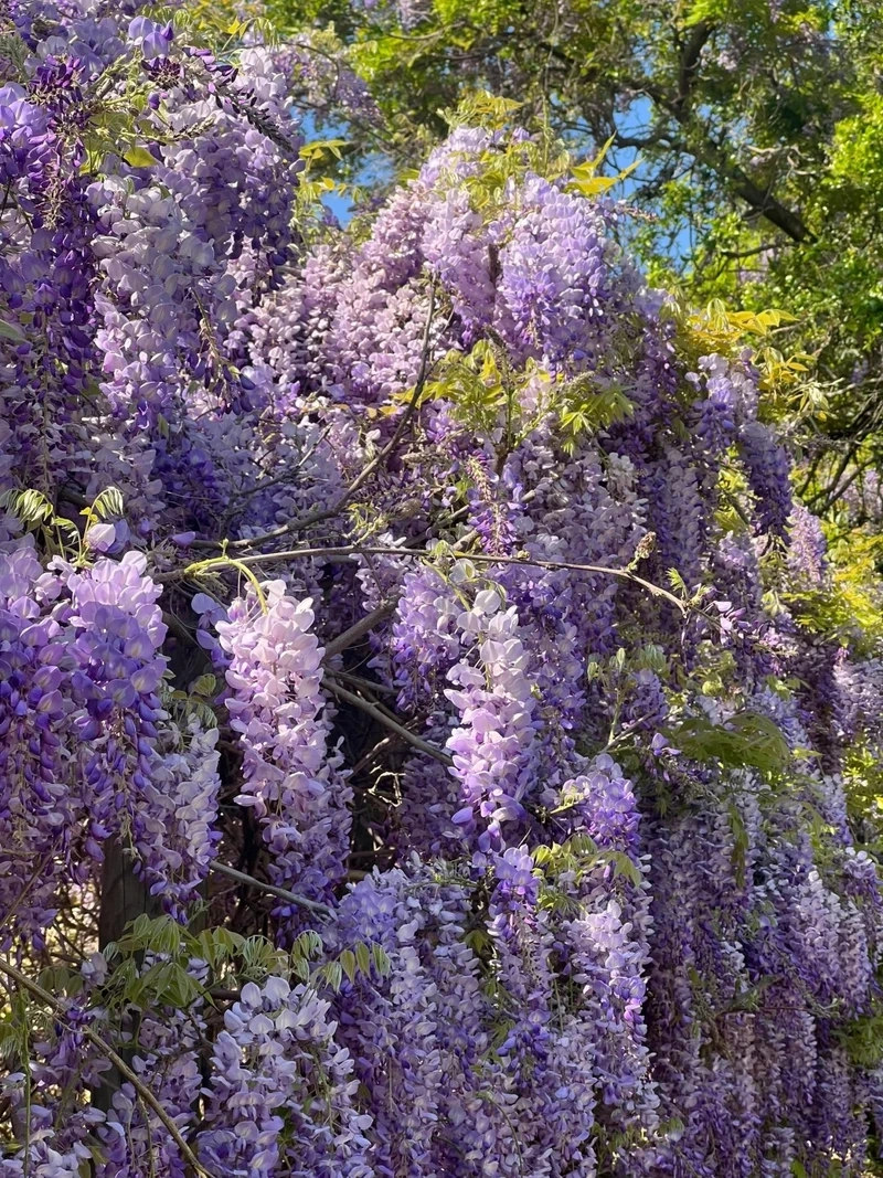 Mộng mơ hơn với hình nền hoa tử đằng thơ mộng