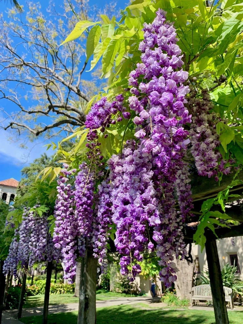 Chi tiết rõ nét từ hình nền hoa tử đằng sắc nét