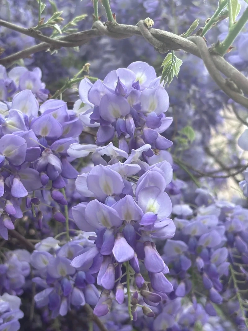 Cảm giác an yên từ hình nền hoa tử đằng yên bình