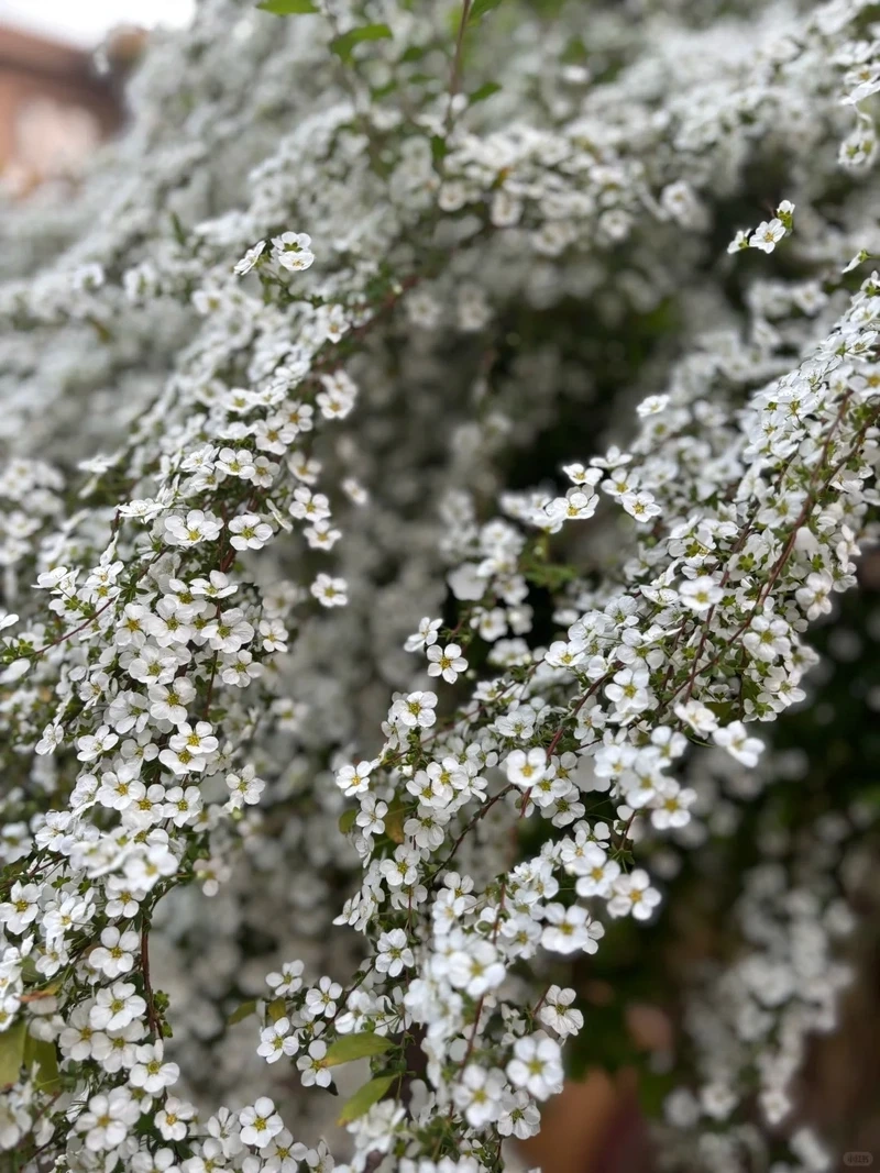 Ý nghĩa của hình nền hoa tuyết mai