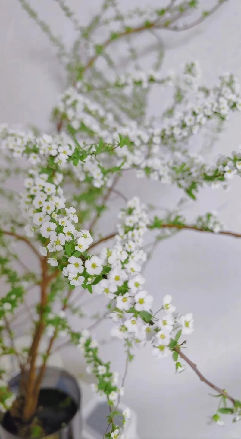 Hình nền hoa tuyết mai đẹp mang vẻ tinh khôi dịu dàng