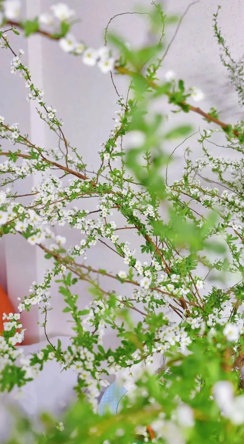 Hình nền hoa tuyết mai cho điện thoại tạo cảm giác thư giãn
