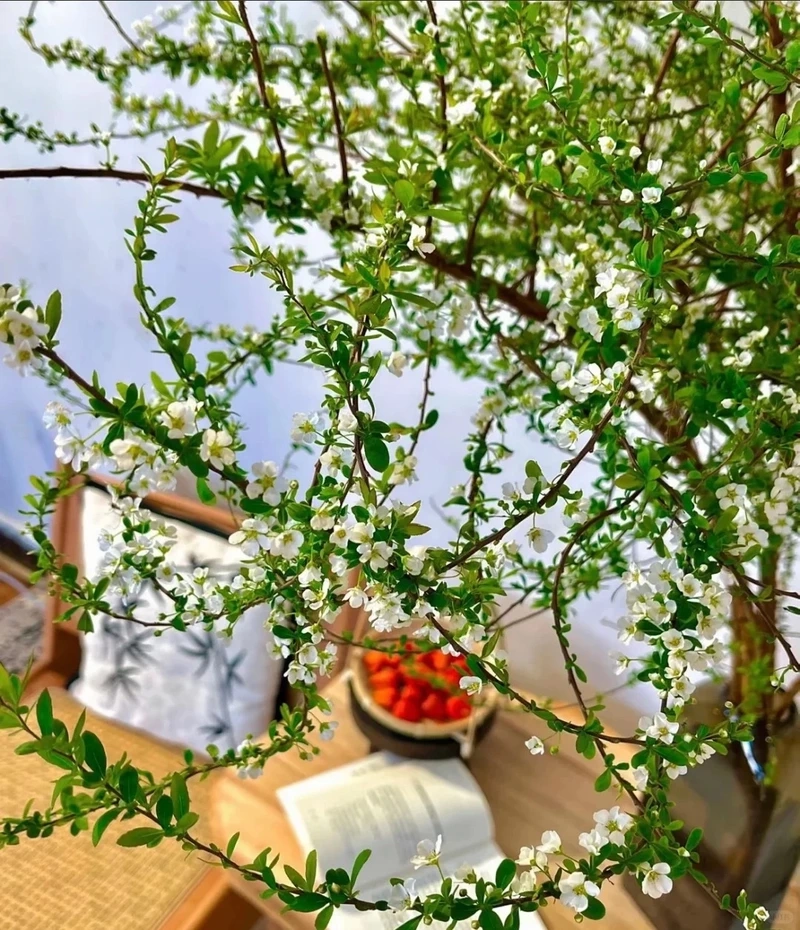 Hình nền hoa tuyết mai ngày tết gợi không khí xuân về