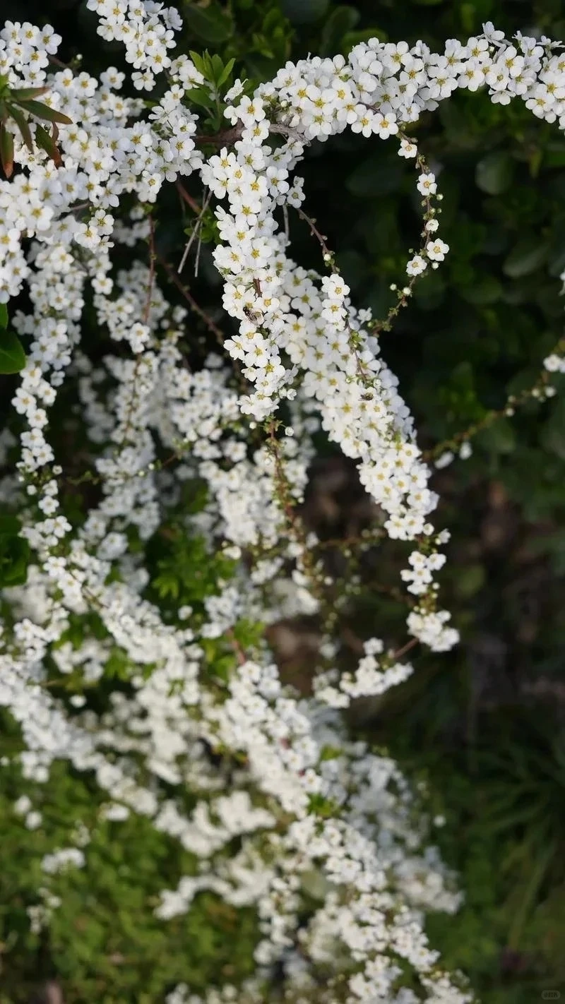 Hình nền hoa tuyết mai trắng thanh khiết và trang nhã