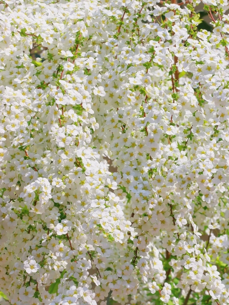 Hình nền hoa tuyết mai nghệ thuật truyền cảm hứng thẩm mỹ