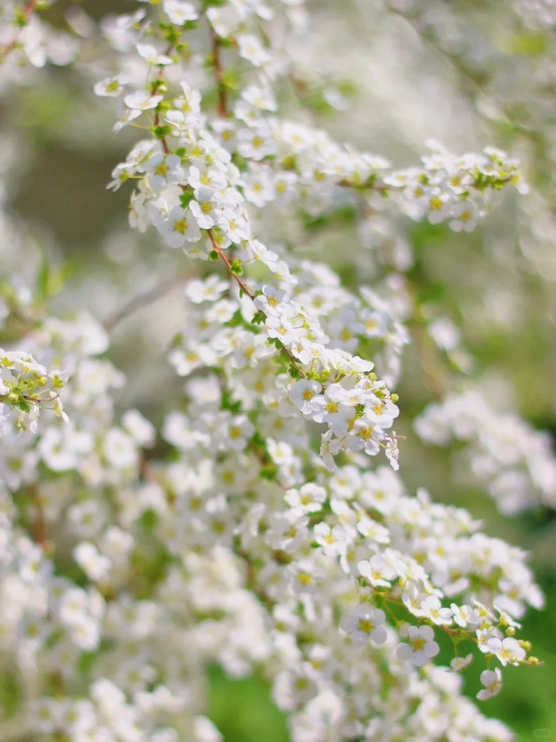 Hình nền hoa tuyết mai tinh khôi lan tỏa vẻ đẹp thuần khiết