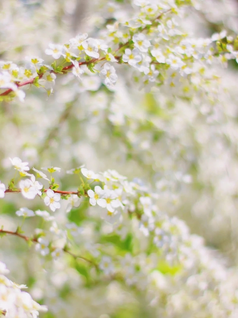 Hình nền hoa tuyết mai phong cách tối giản tinh tế hiện đại